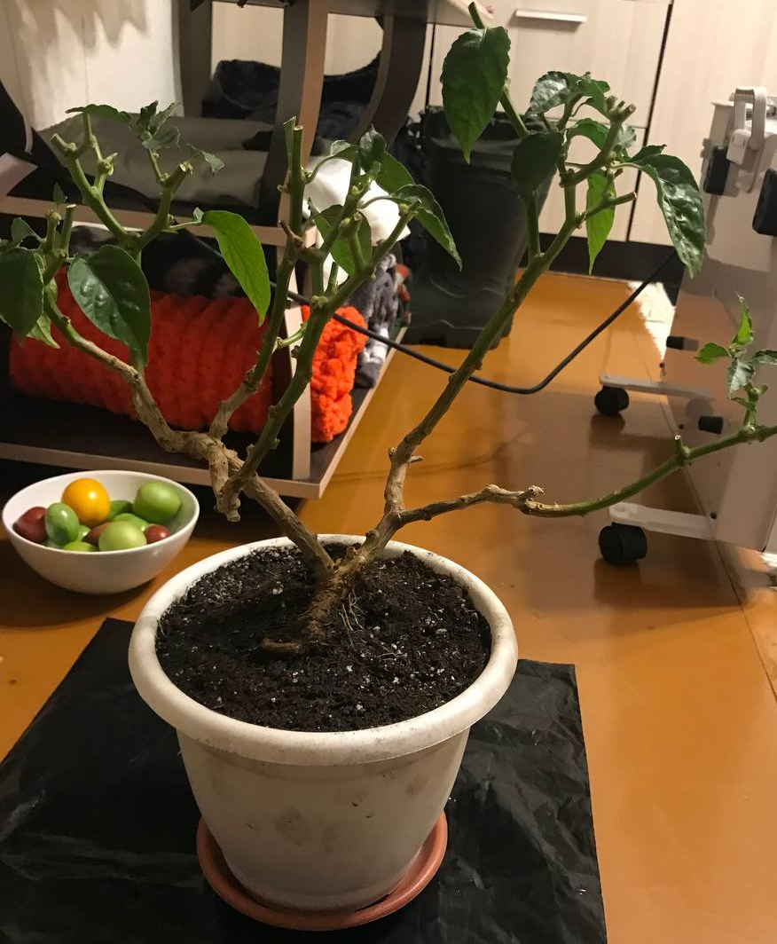 Carolina Reaper подготовка к зимовке
