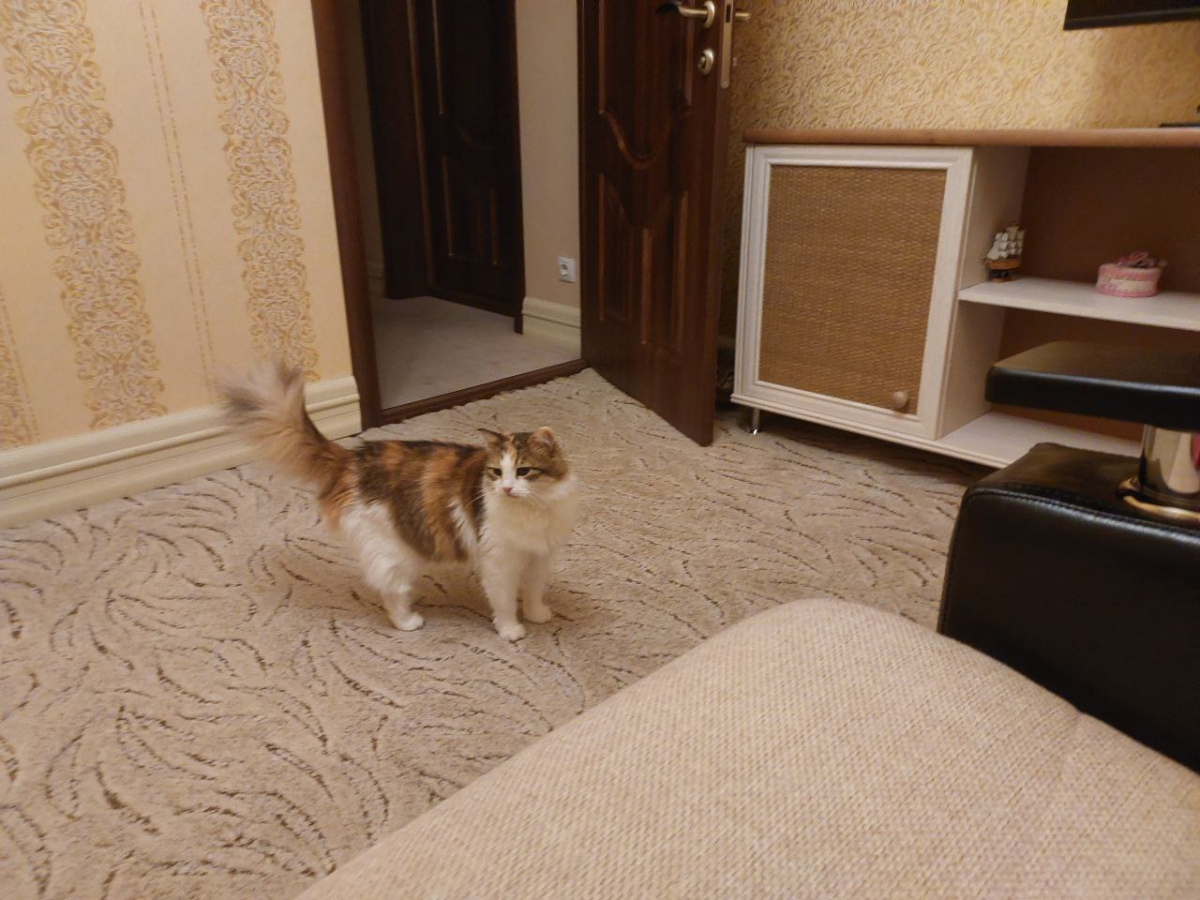 А сколько кошек видите вы?