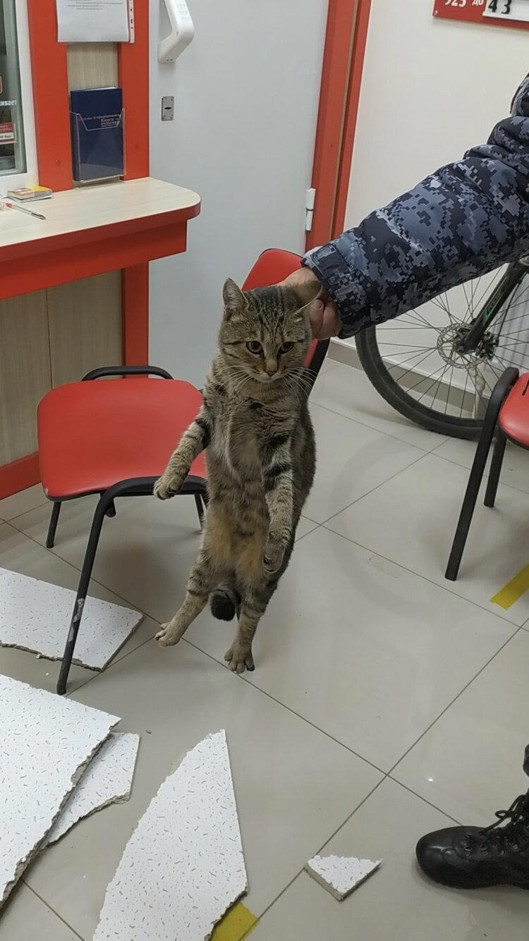 Тревога