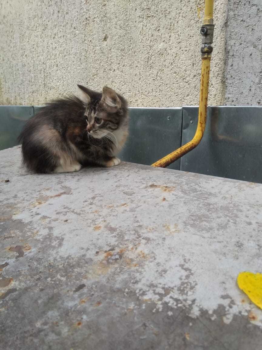 Кому нужна сладкая котейка?