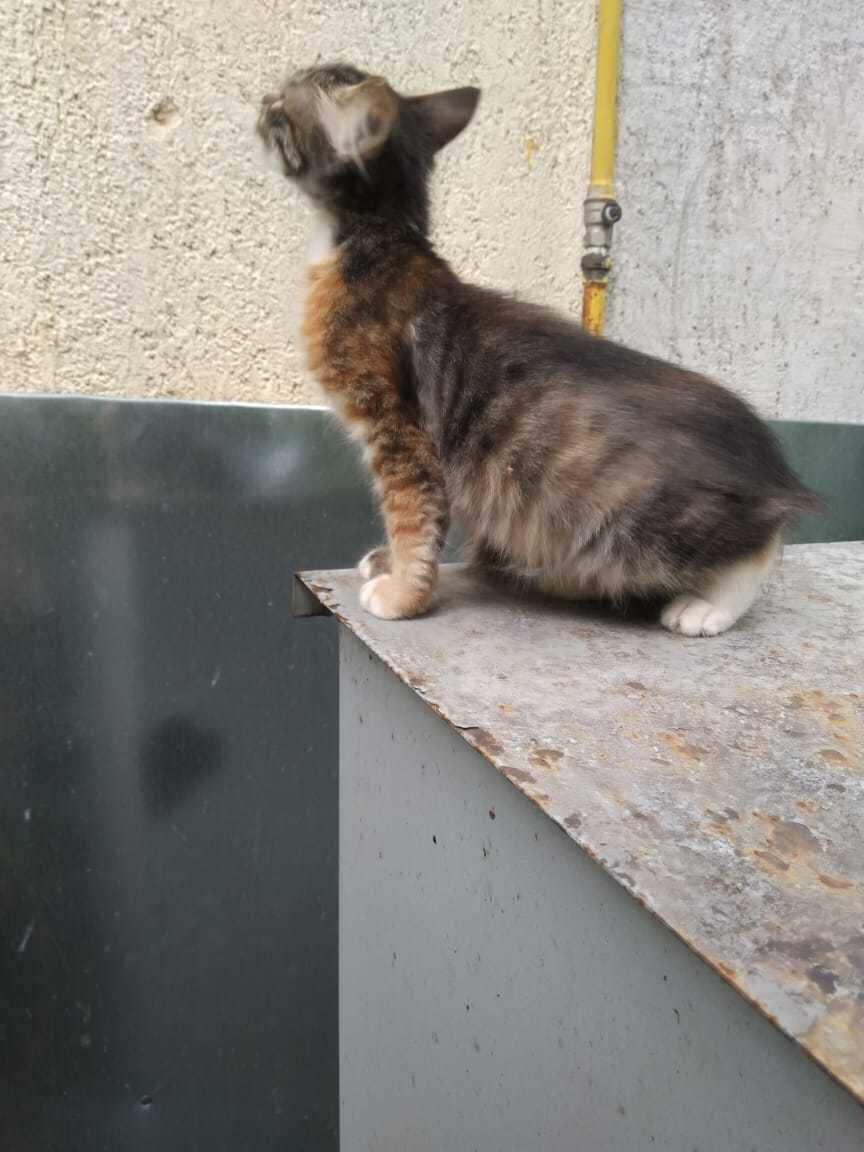 Кому нужна сладкая котейка?