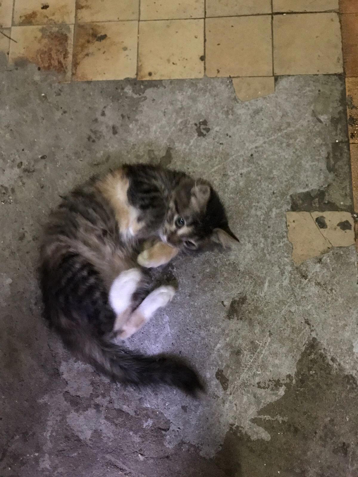 Кому нужна сладкая котейка?