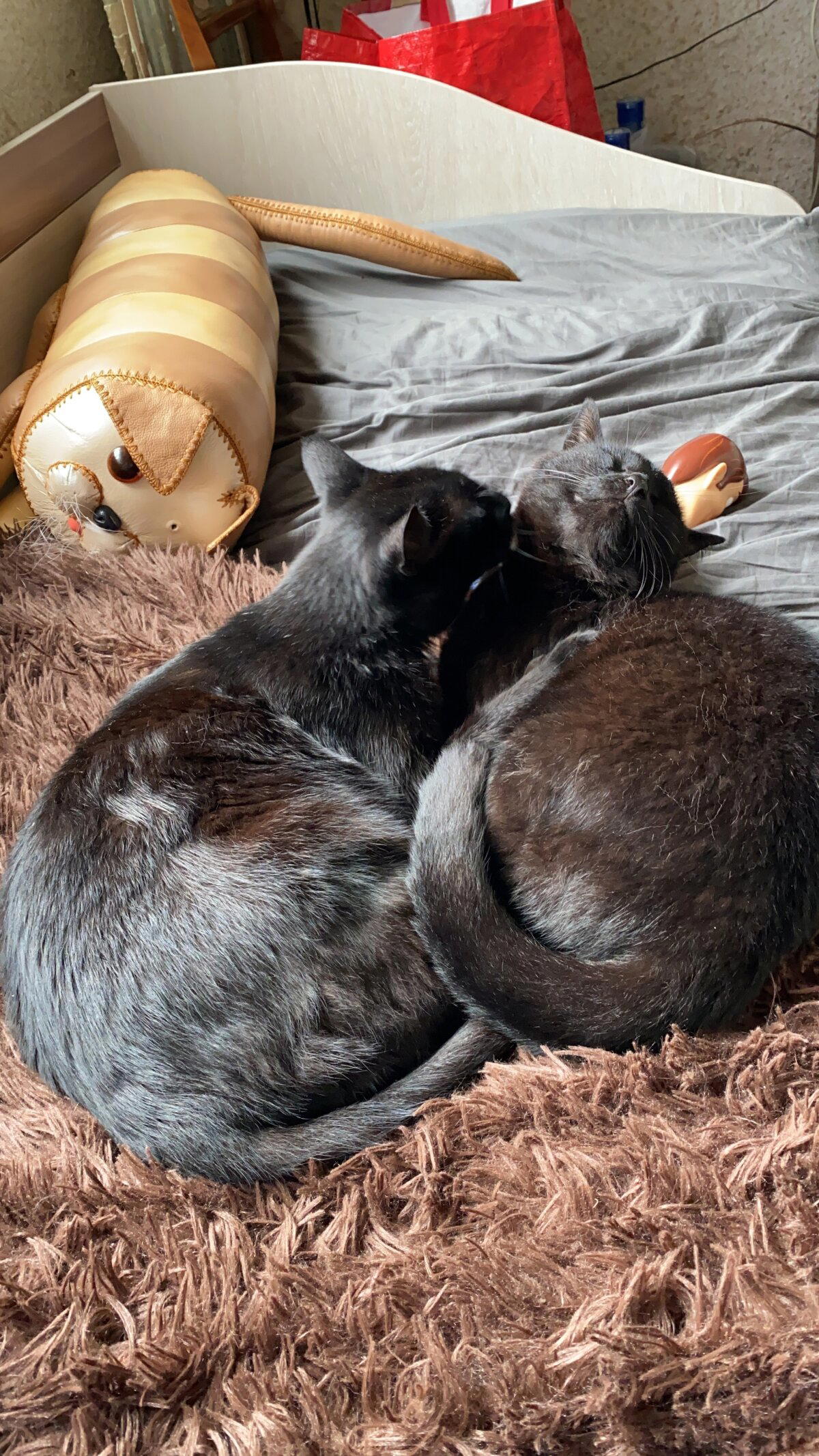 Покажи кота, покажи собаку