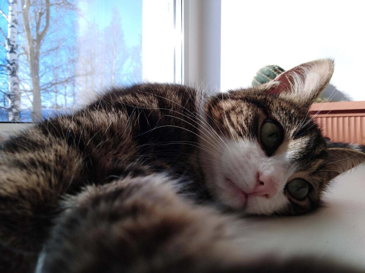 Весенний котик