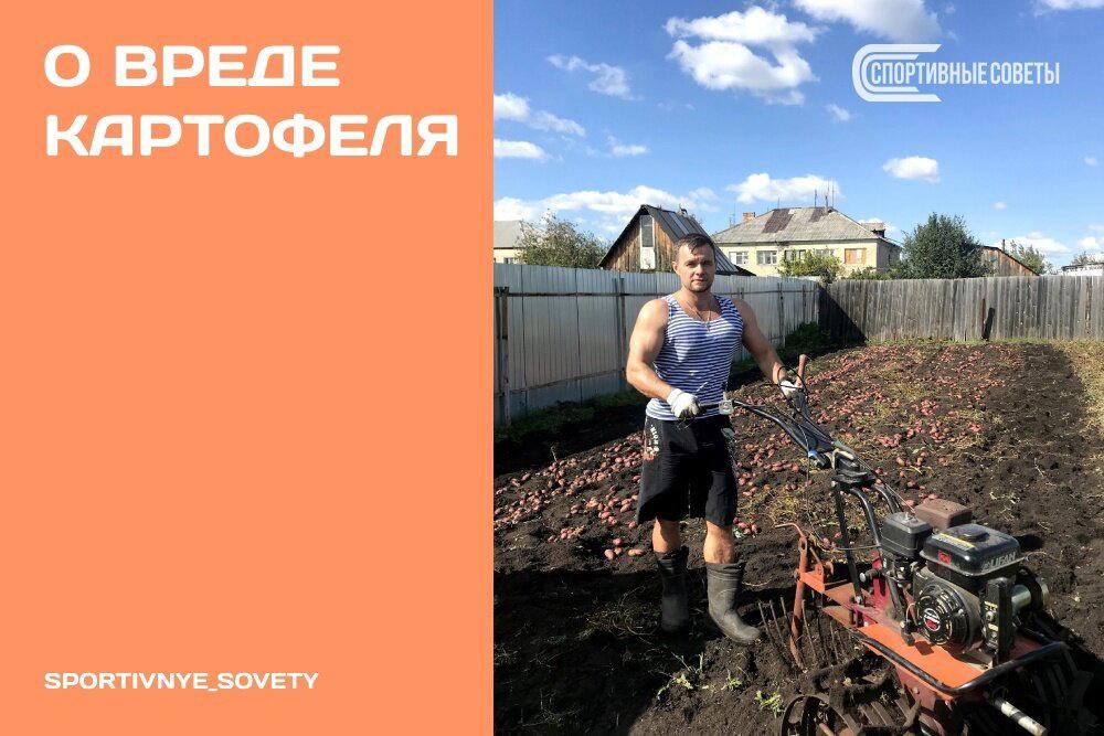 О вреде картофеля