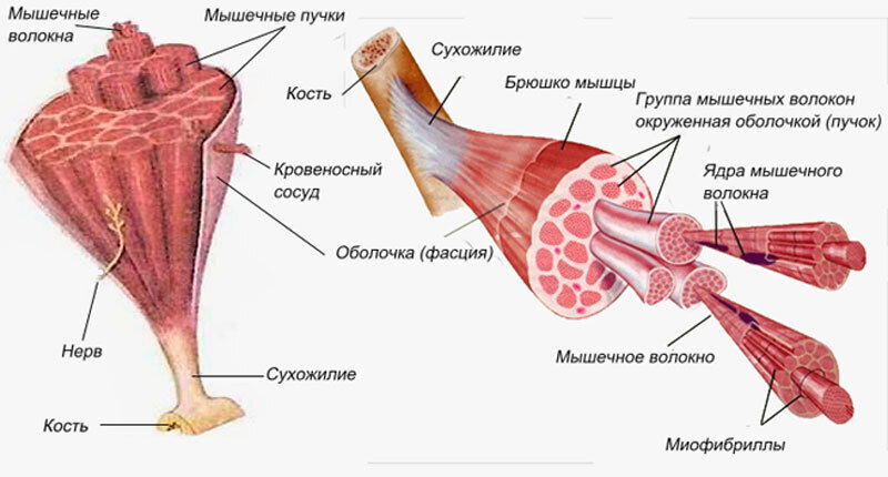 Растут ли мышцы от получаемых микротравм?