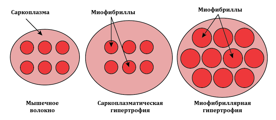 Саркоплазматическая гипертрофия Или про слабых бодилибдеров