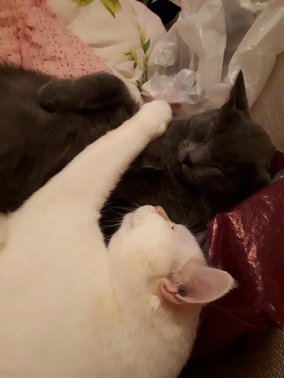 Котики-обормотики.