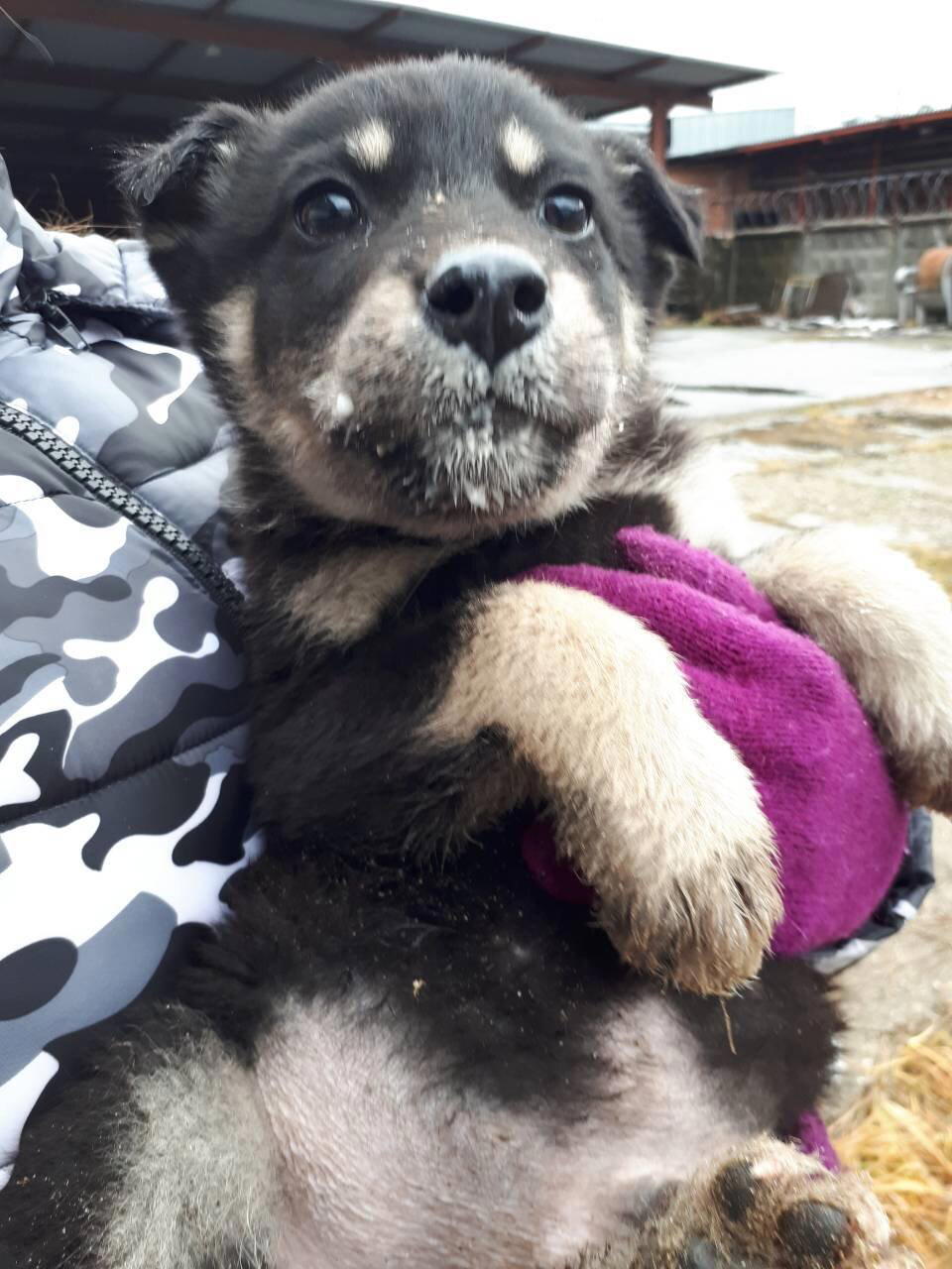 Щенки со скидкой! 100% скидка к Новому году!