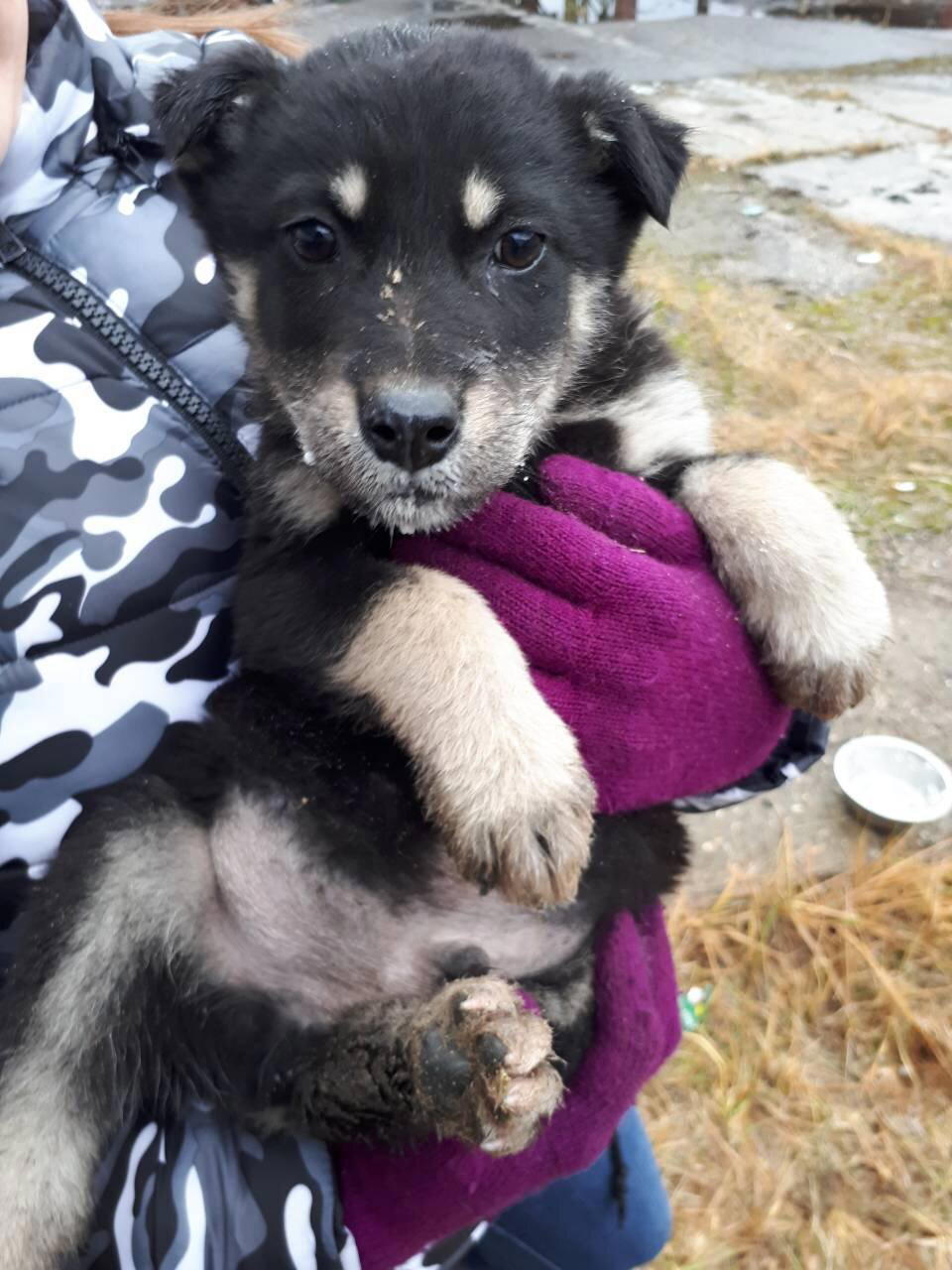 Щенки со скидкой! 100% скидка к Новому году!