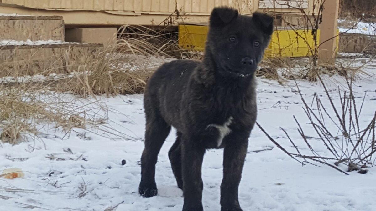 Щенки 100% скидка. Серия очередная посленовогодняя.