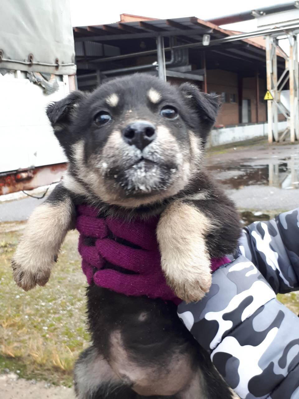 Щенки со скидкой! 100% скидка к Новому году!