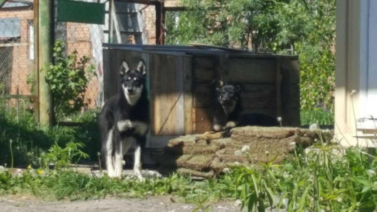 Щенки, эпопея... часть надцатая, не последняя.