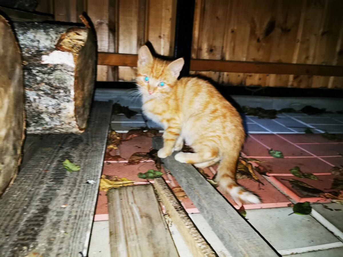 Котята в хорошие руки.