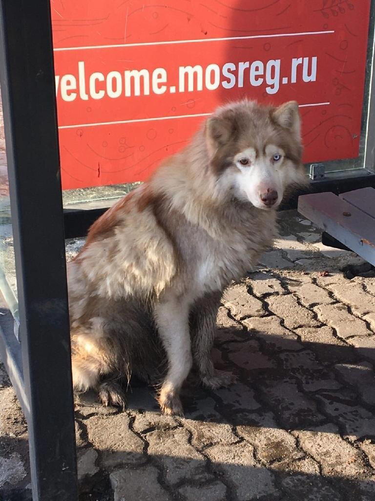 Найдена хаски