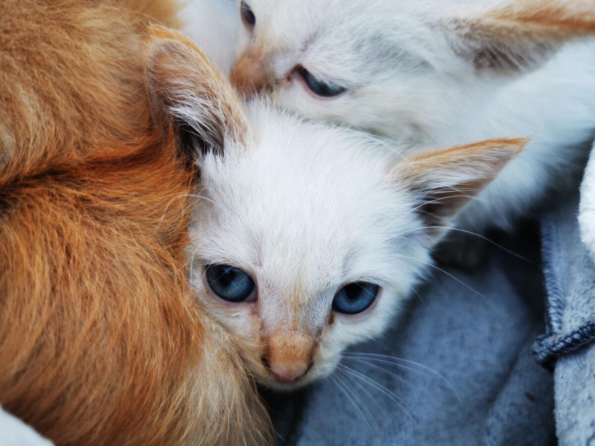 Выкинули котят на поле ищем дом