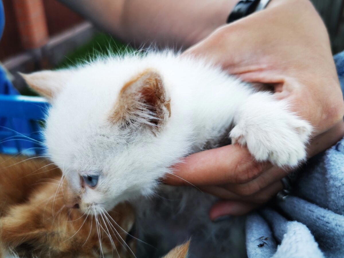 Выкинули котят на поле ищем дом