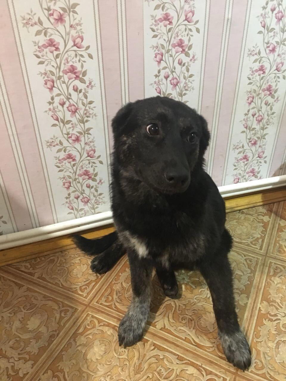 Щенки, эпопея... часть надцатая, не последняя.