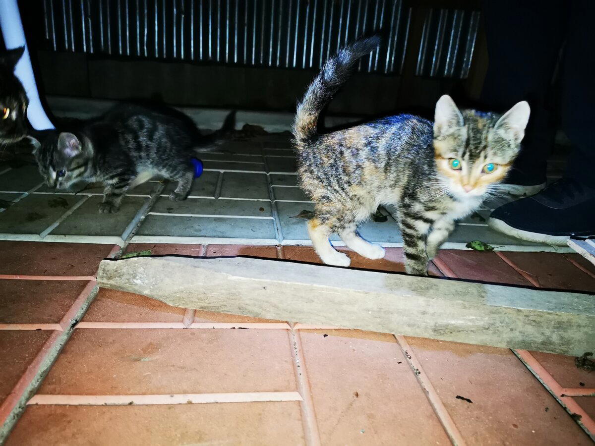 Котята в хорошие руки.