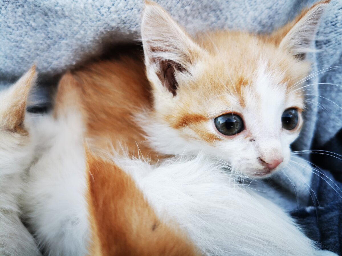 Выкинули котят на поле ищем дом
