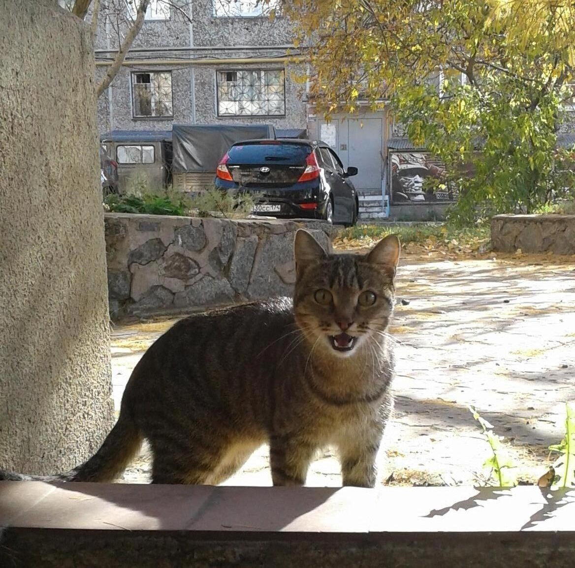 С котиком все хорошо