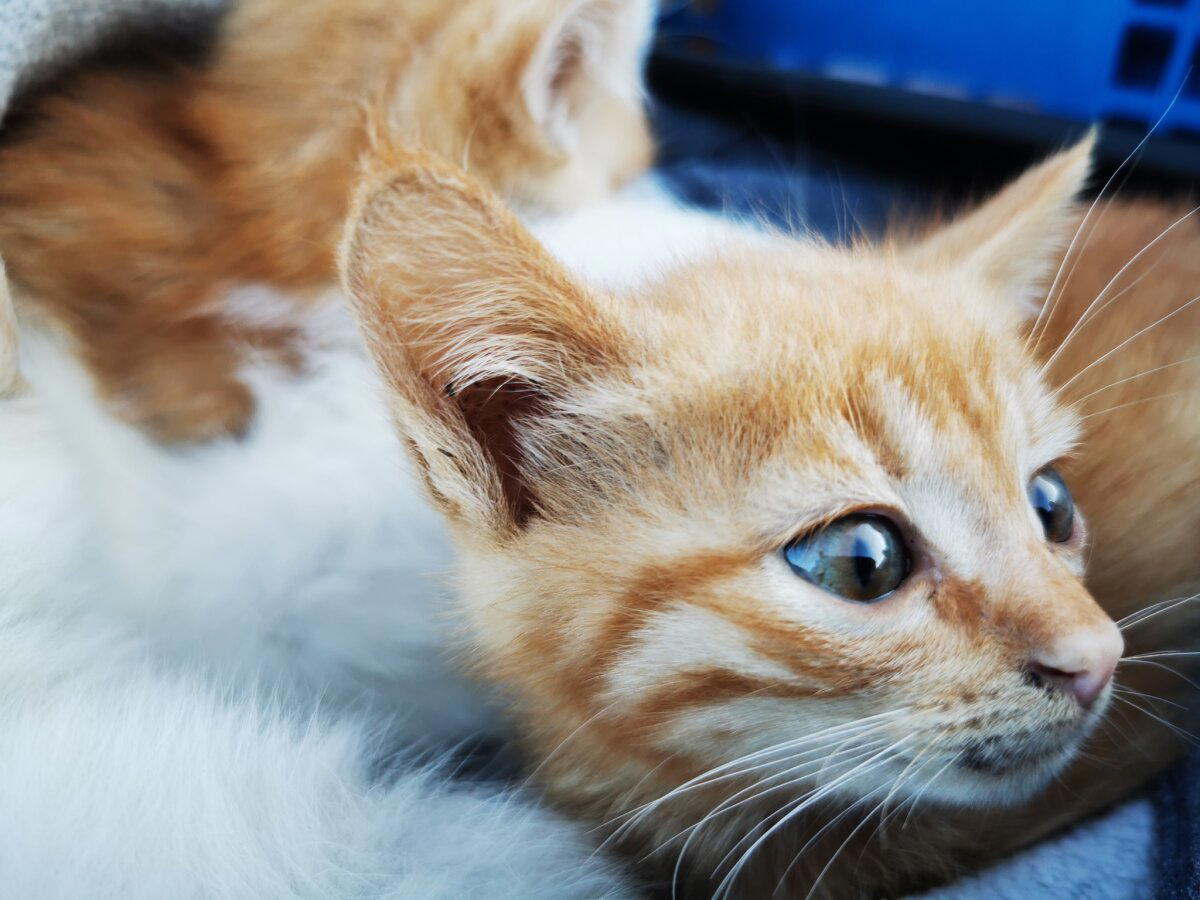 Выкинули котят на поле ищем дом