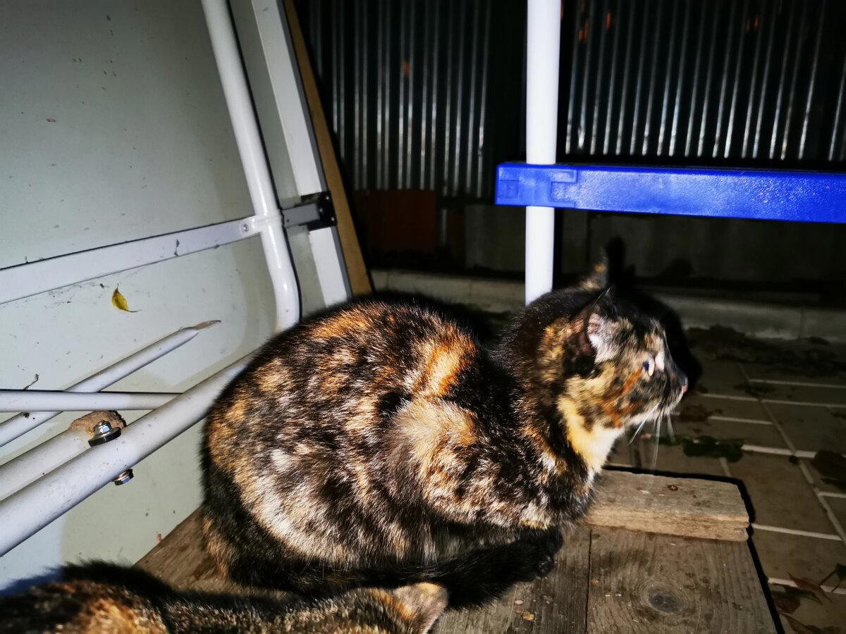 Котята в хорошие руки.