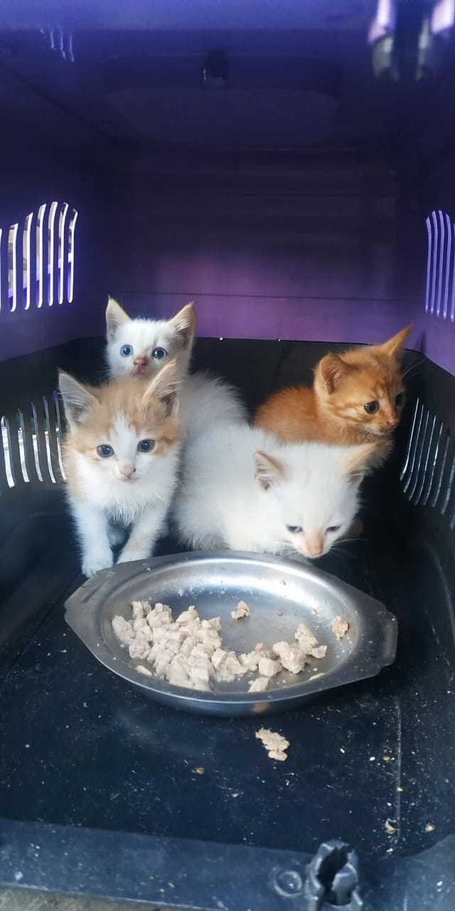 Выкинули котят на поле ищем дом
