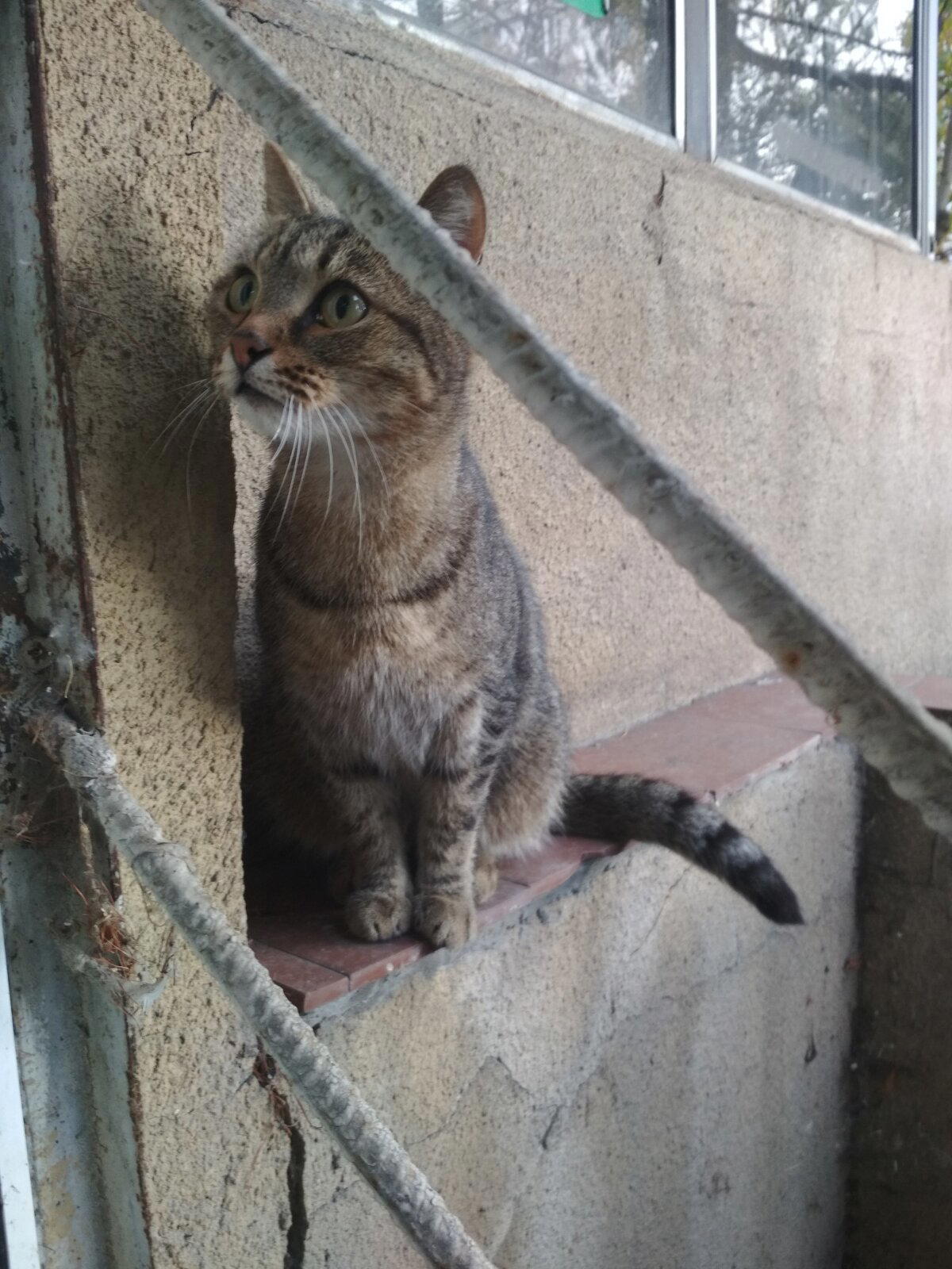 Котик