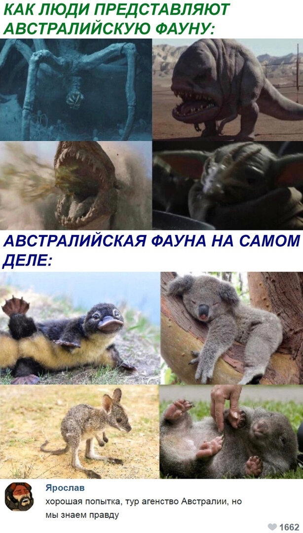 Самая опасная фауна Австралии! Смертельно опасная!