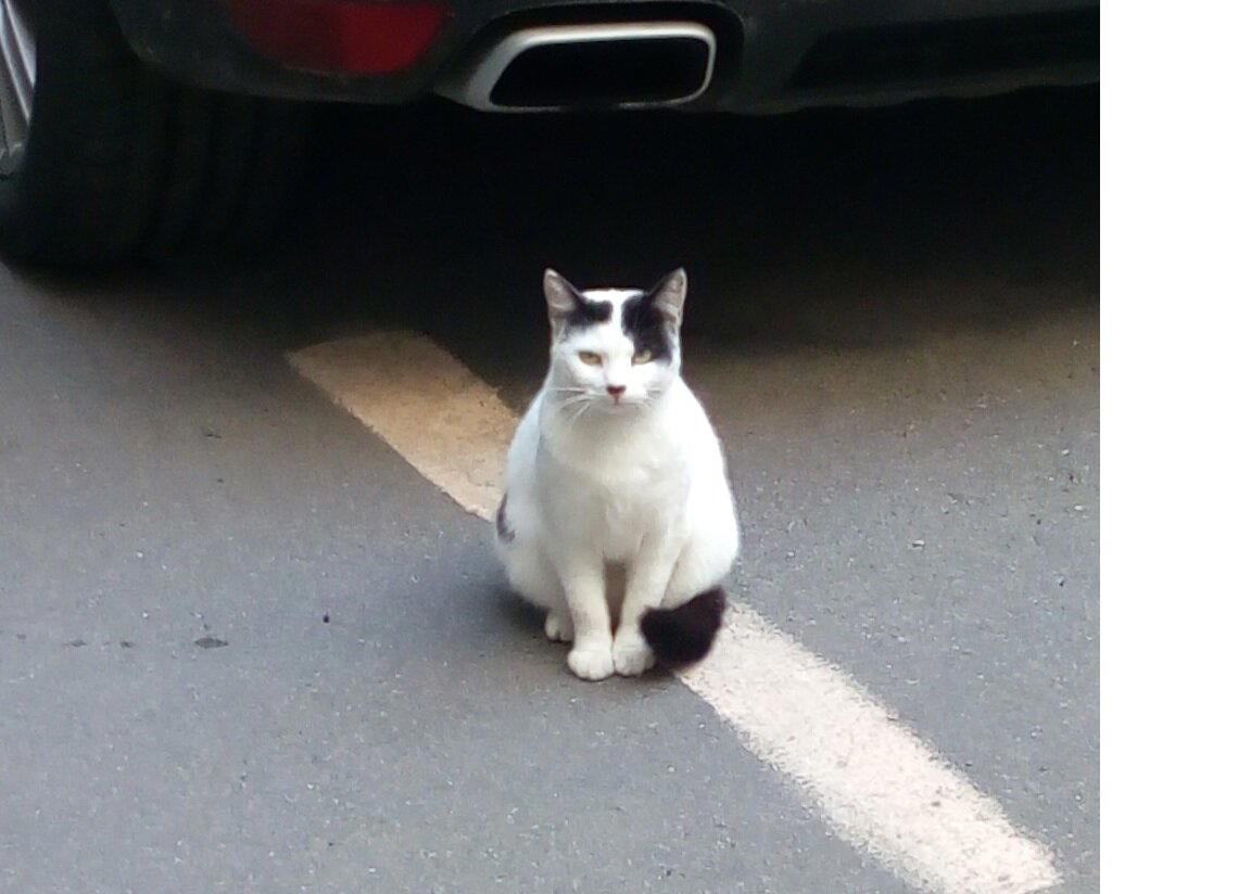 Кот на Загородном