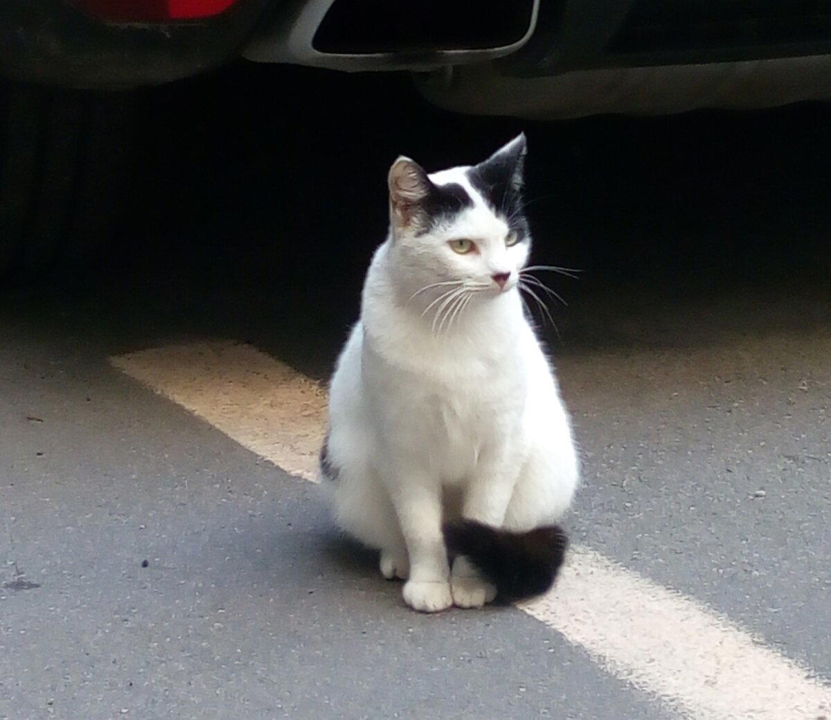 Кот на Загородном
