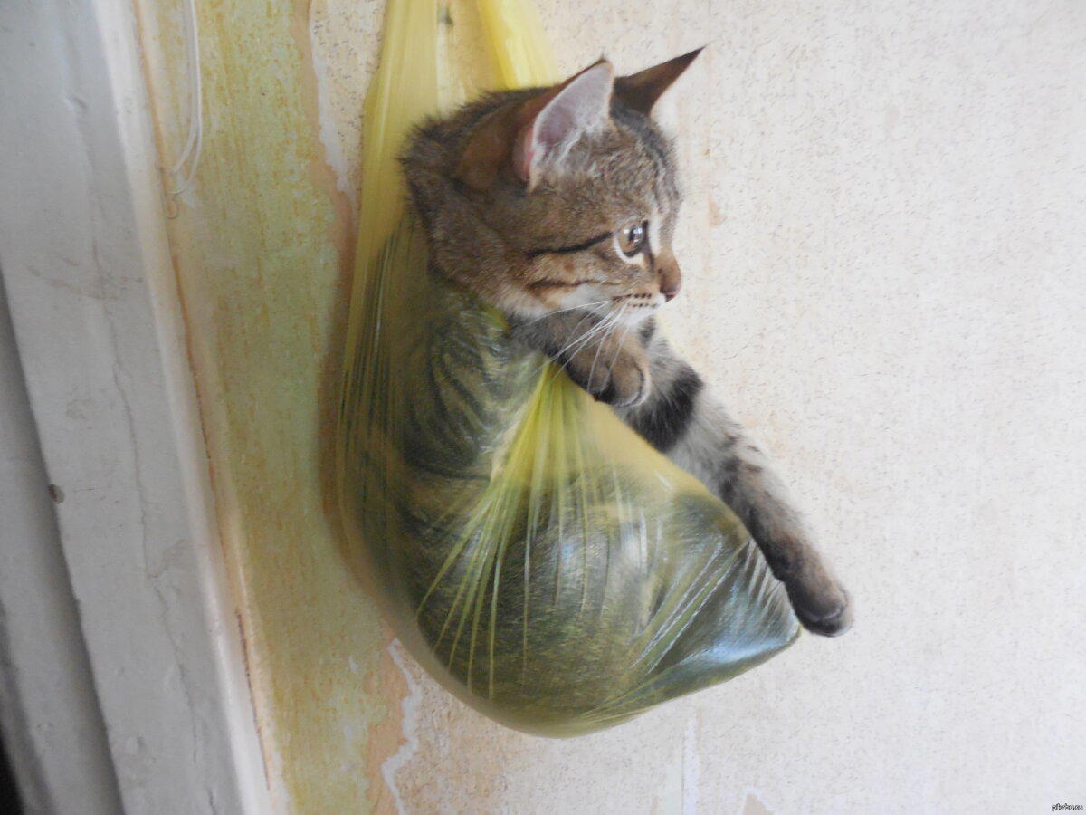 Когда котик мешается по ногами