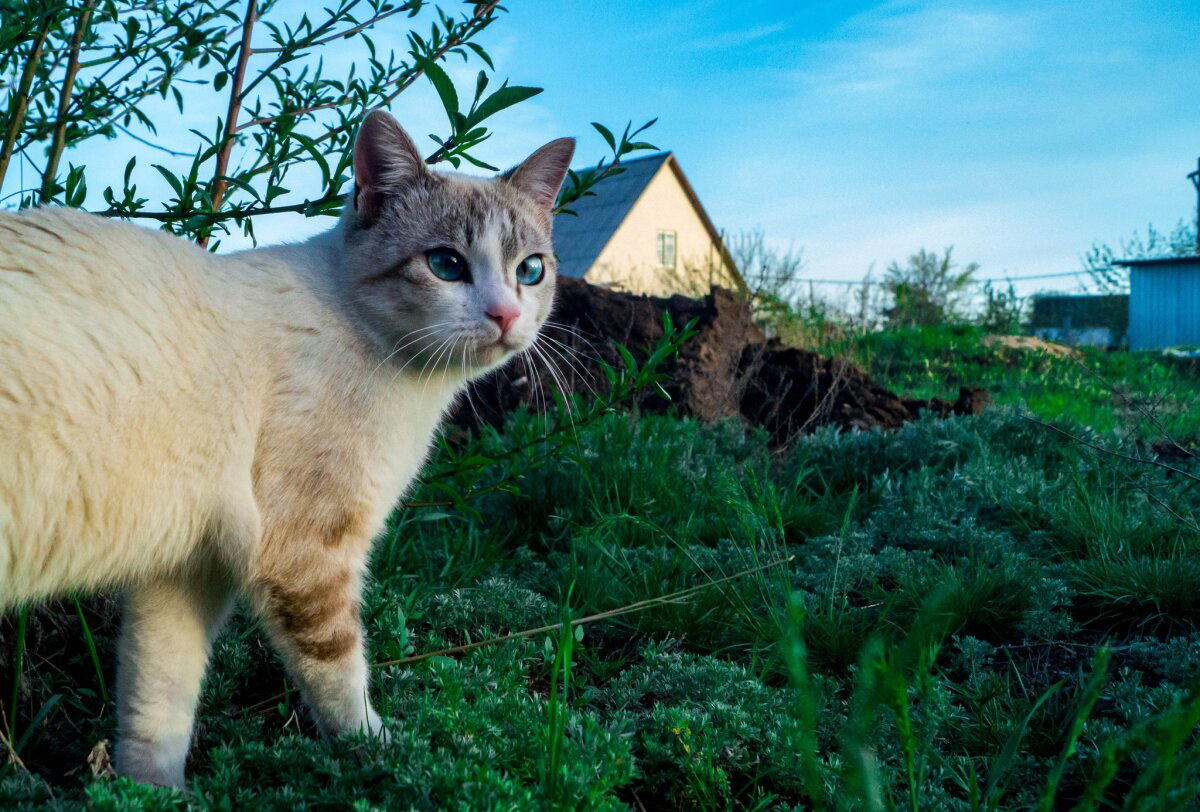 Сельский охотник