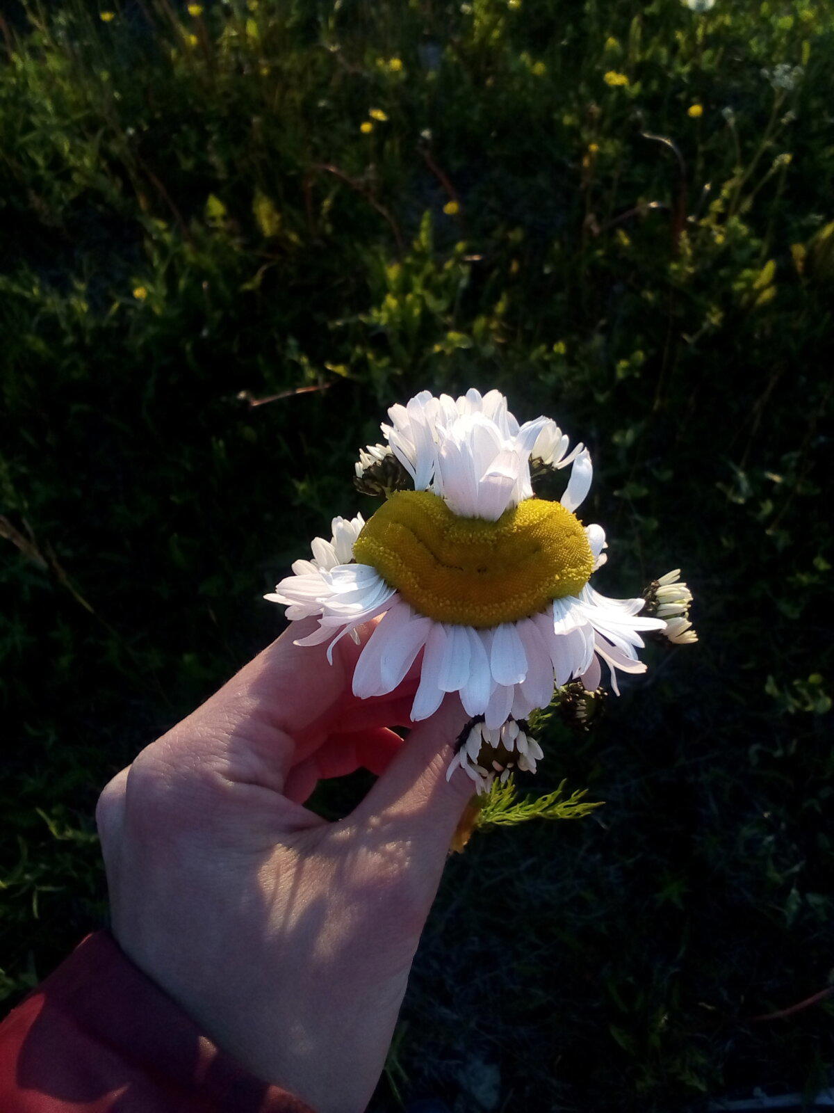 Ромашка-мутант