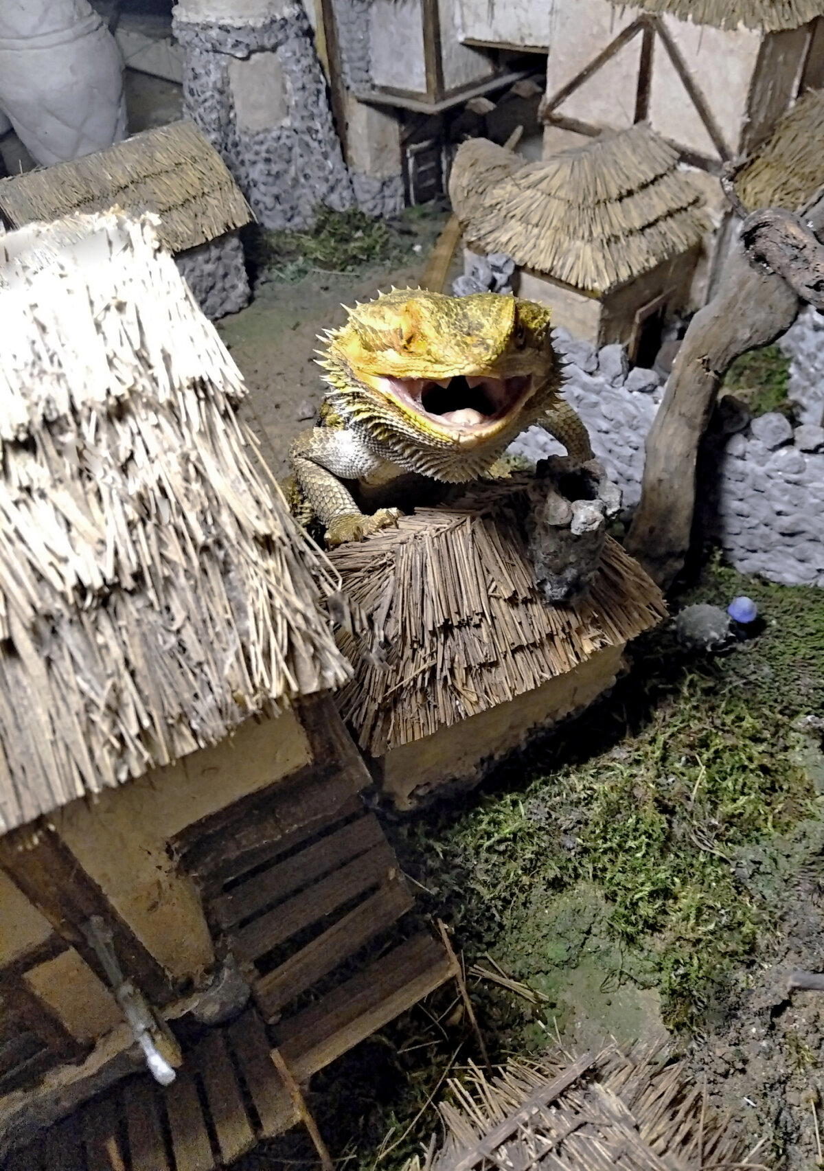 Дракон в Морровинде