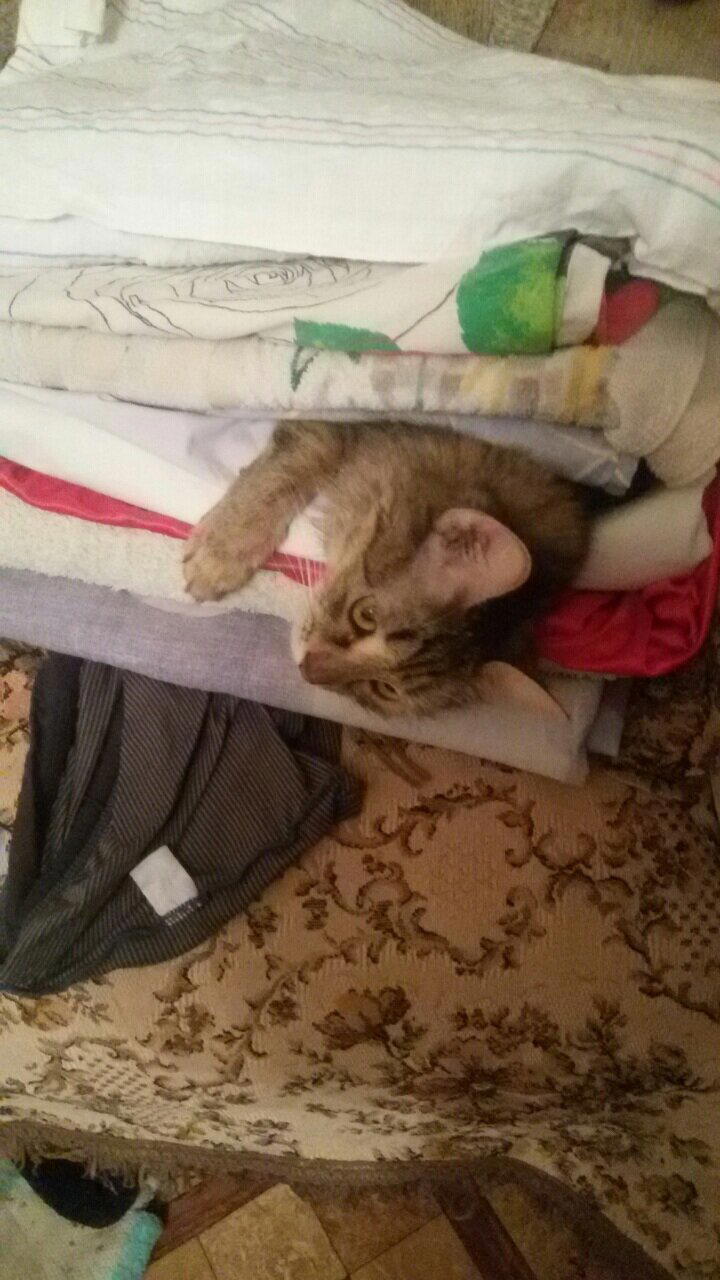 Кошка намекает на то чтобы ее погладили