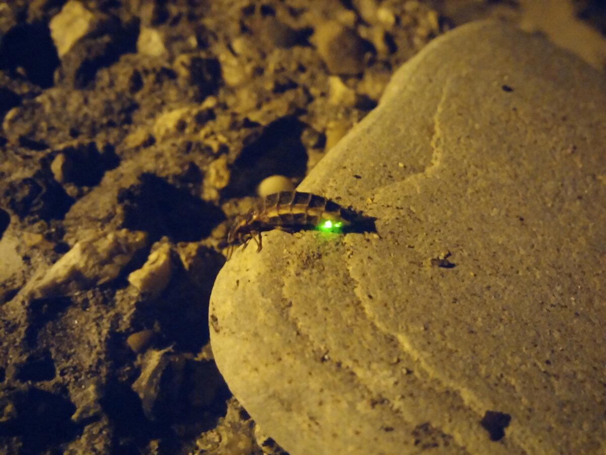 Firefly