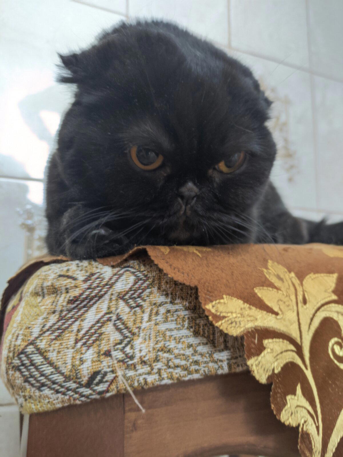 Когда не дали рыбов