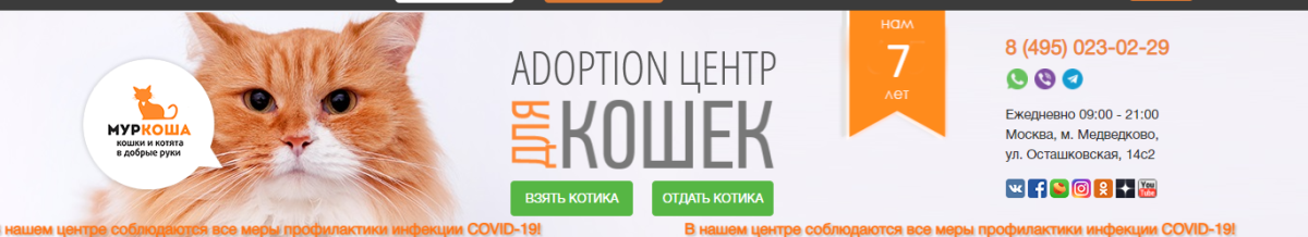 Пожертвование денег на котий приют от пикабушников