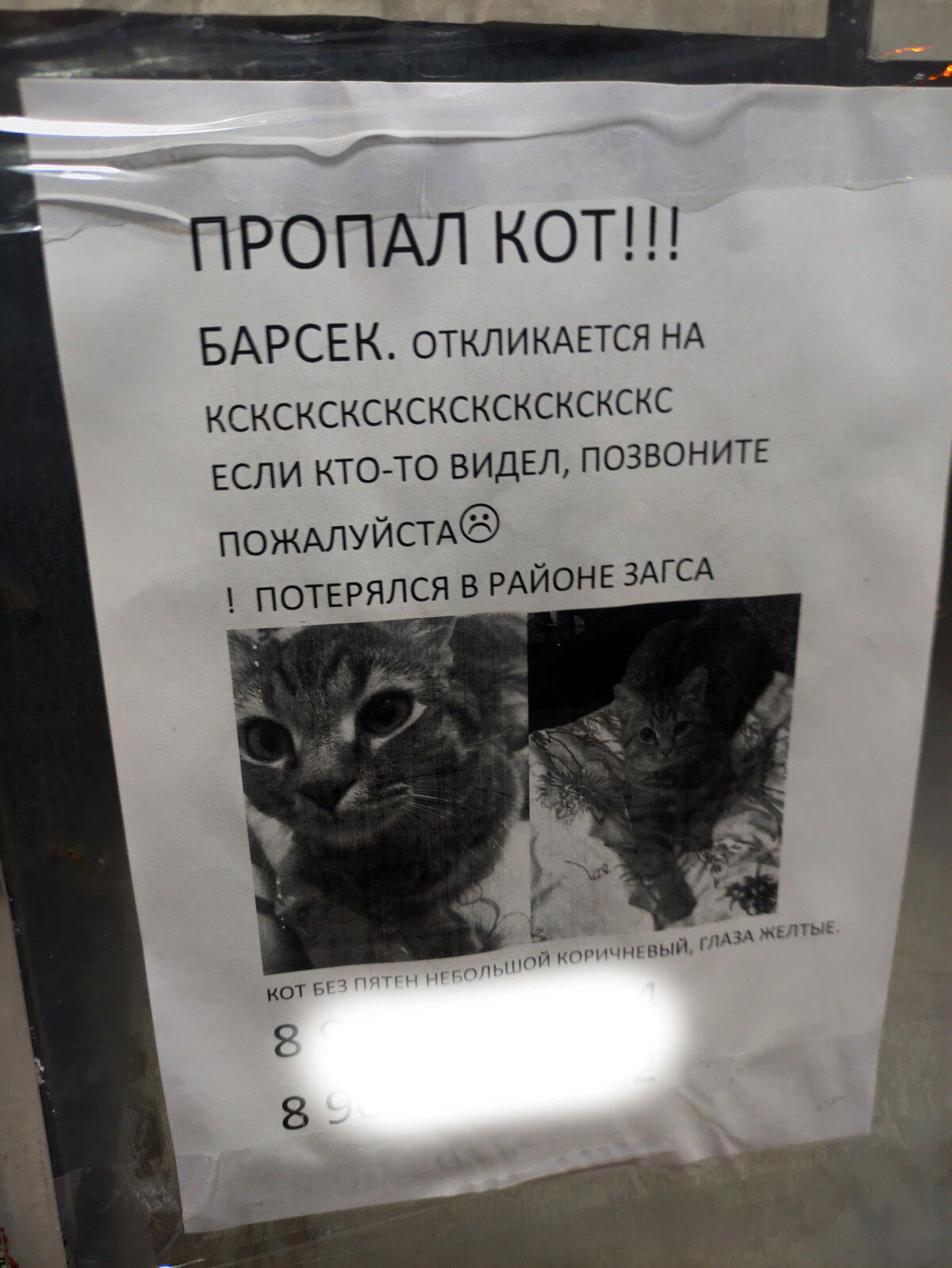 Пропал уникальный кот