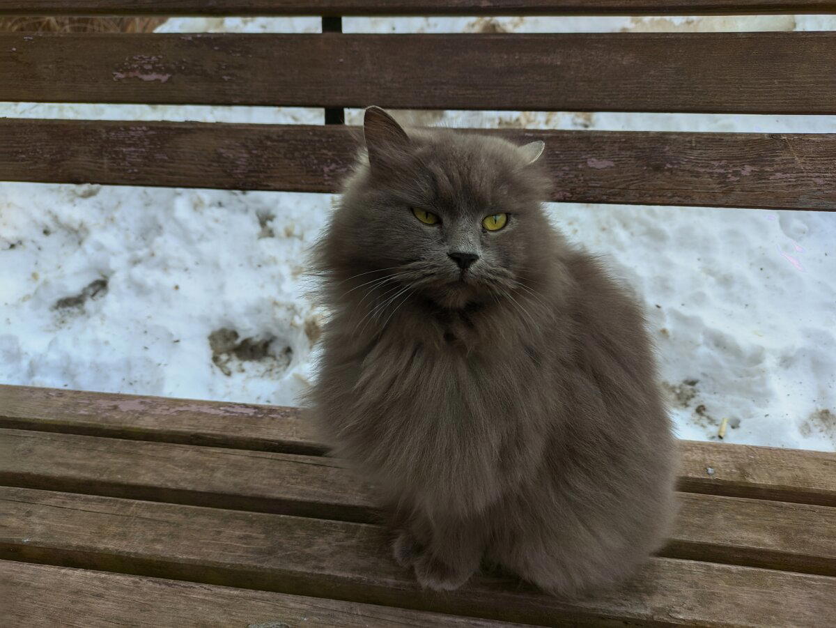 Уличный бродяга