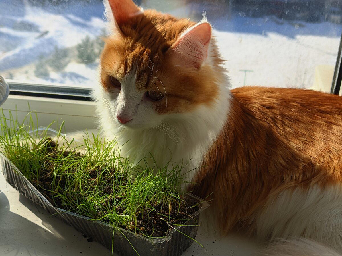 Весенний кот