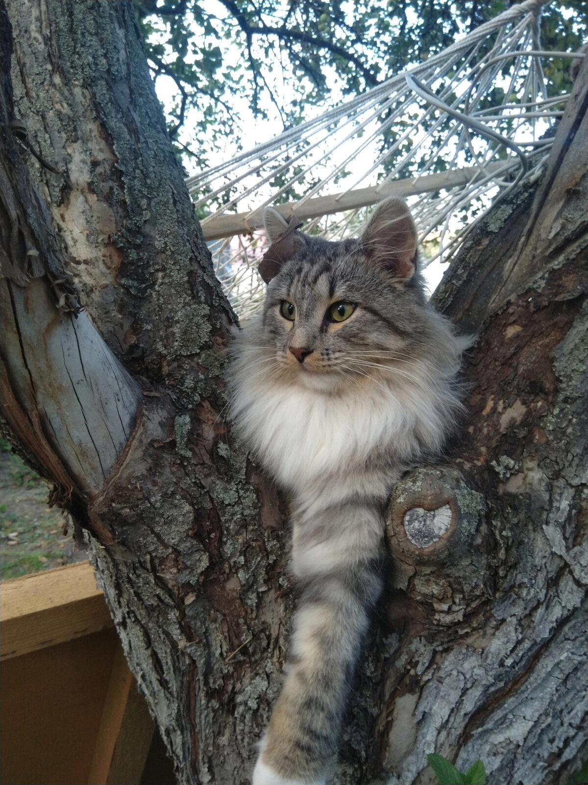 Кота показываю