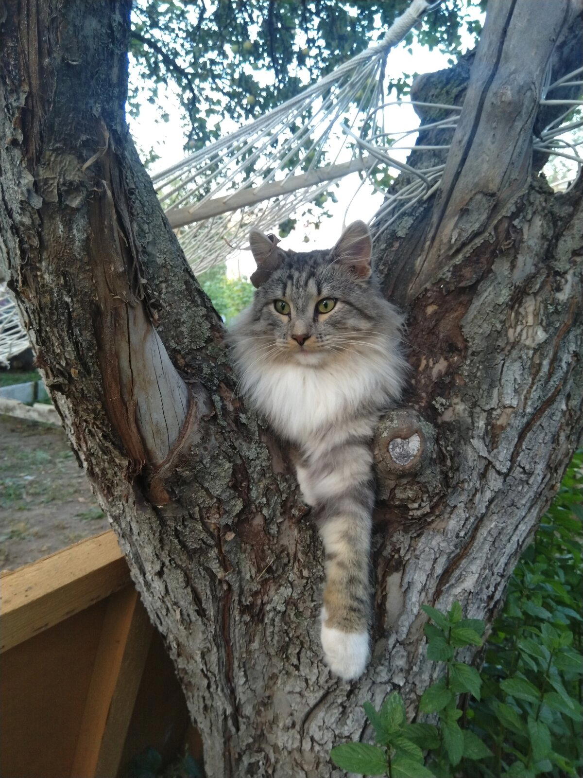 Кота показываю