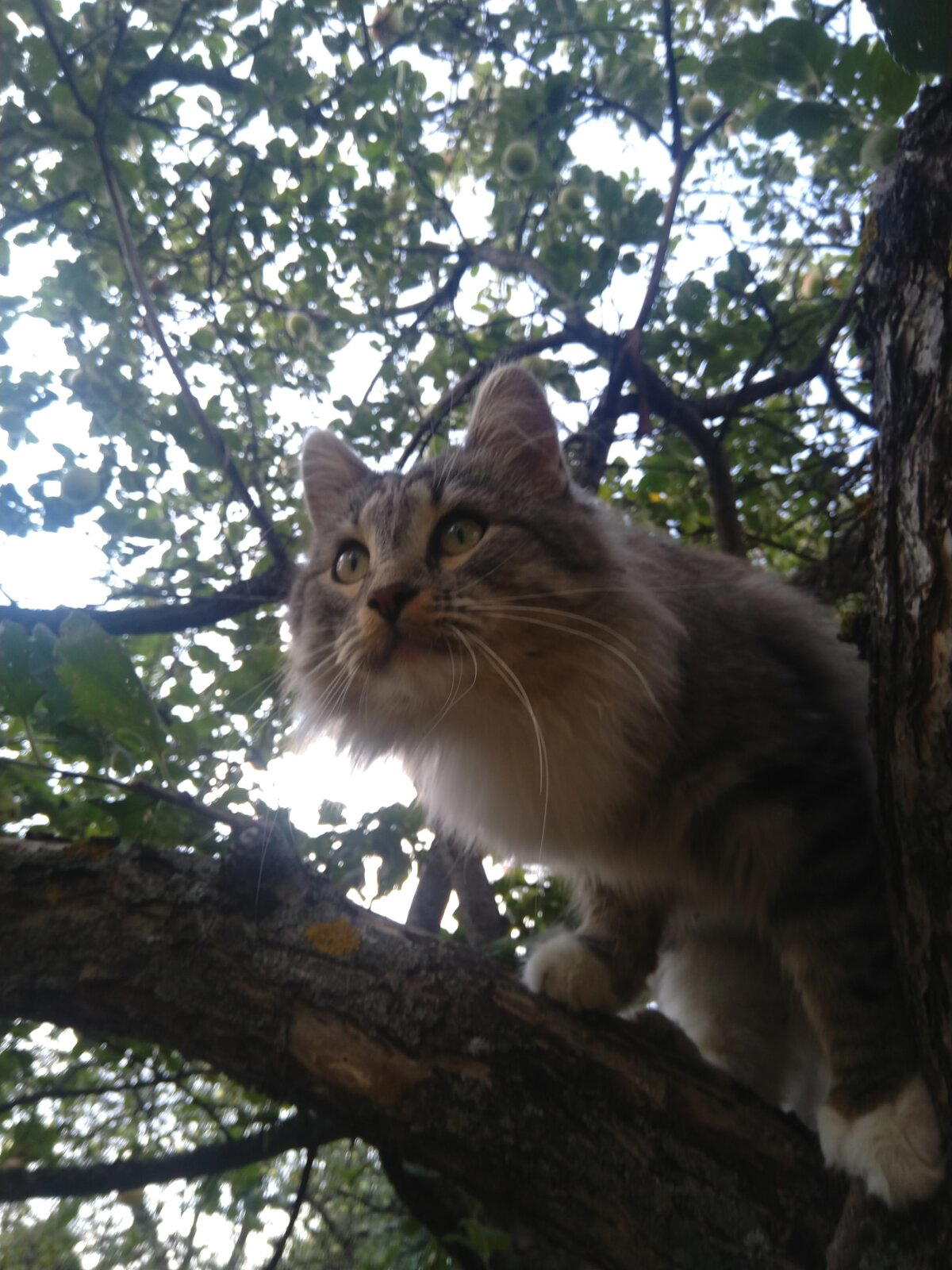 Кота показываю