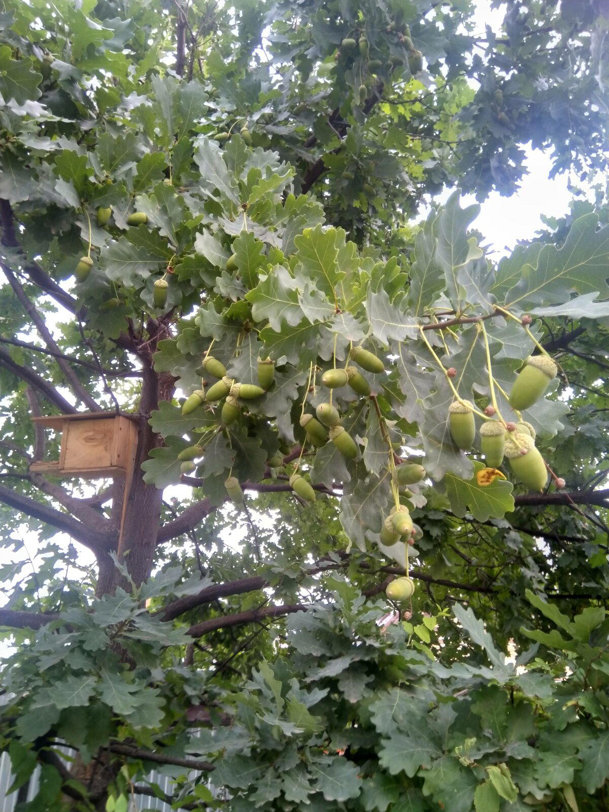 Кота показываю