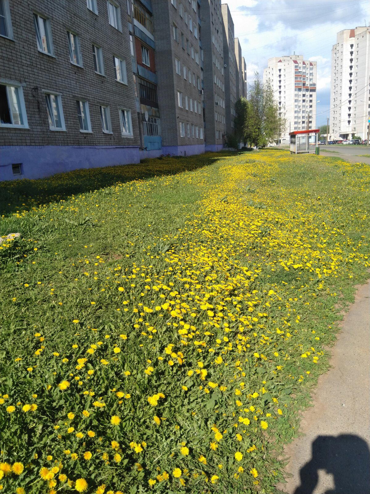 Кота показываю