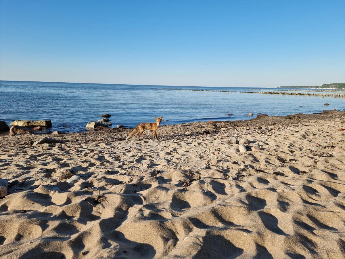 Лиса на берегу Балтийского моря, Светлогорск