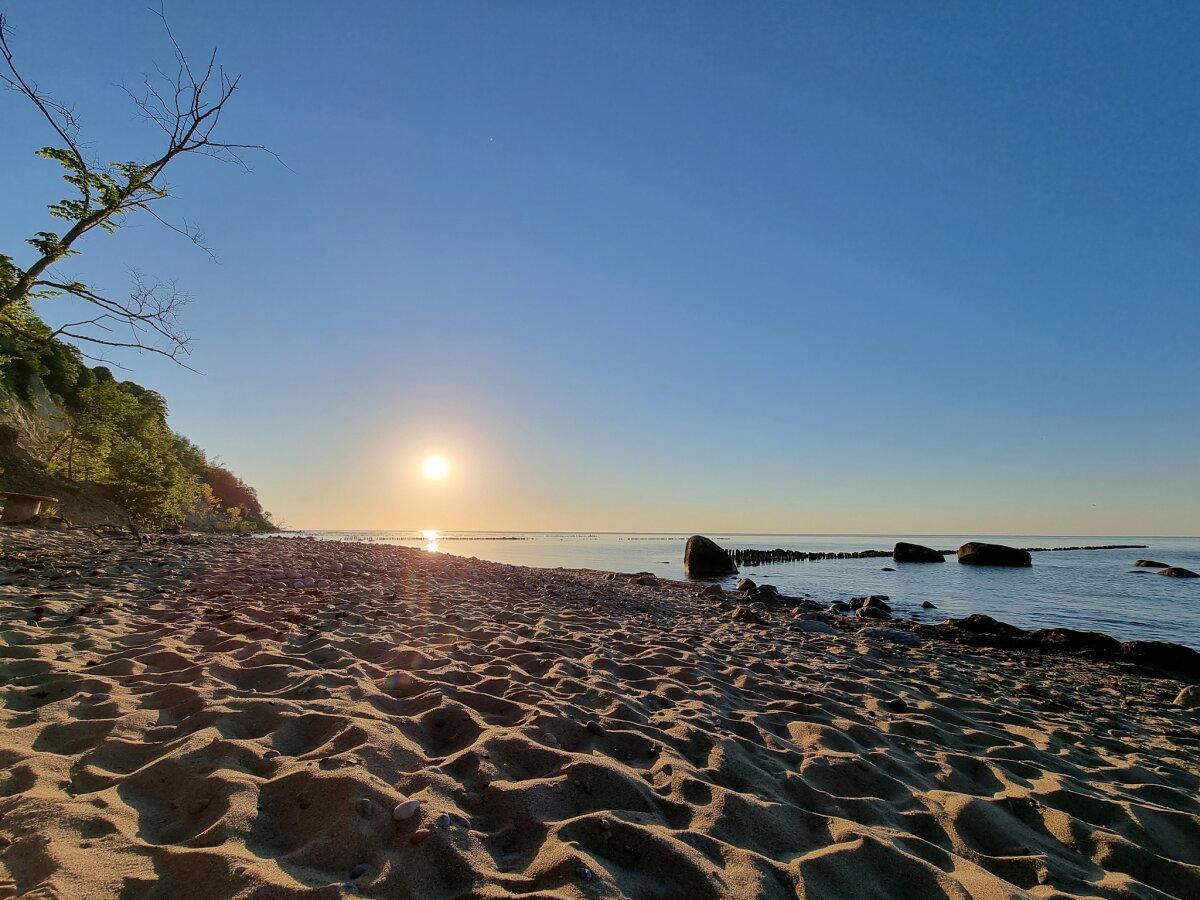 Лиса на берегу Балтийского моря, Светлогорск